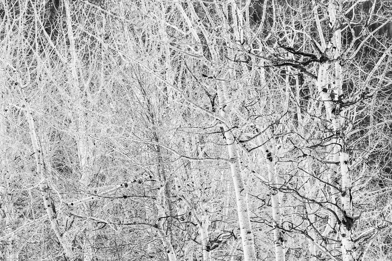 Jumble of winter aspens