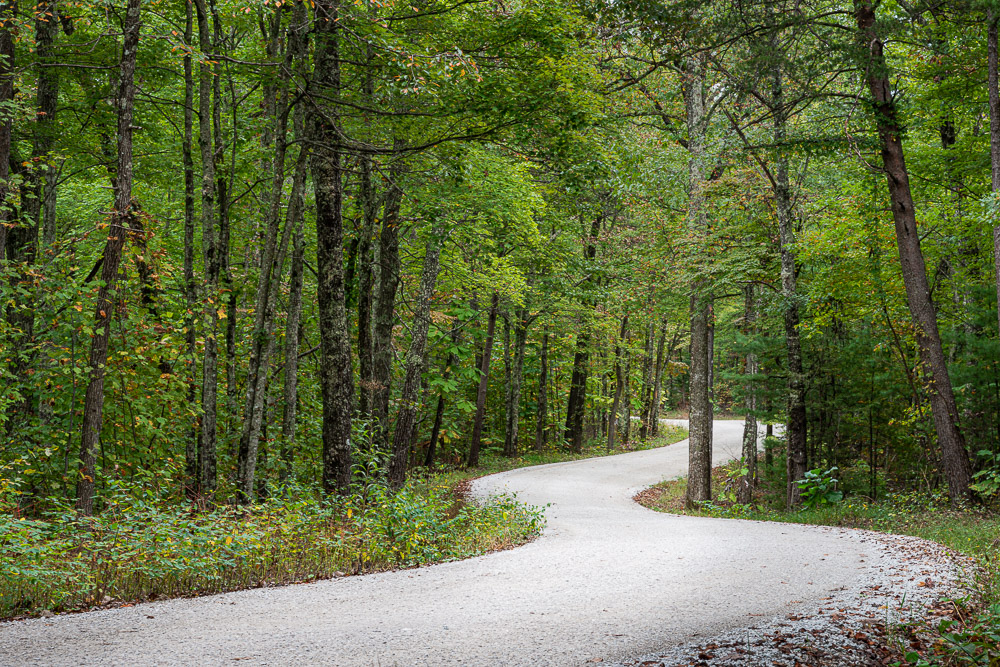 Winding path through forest