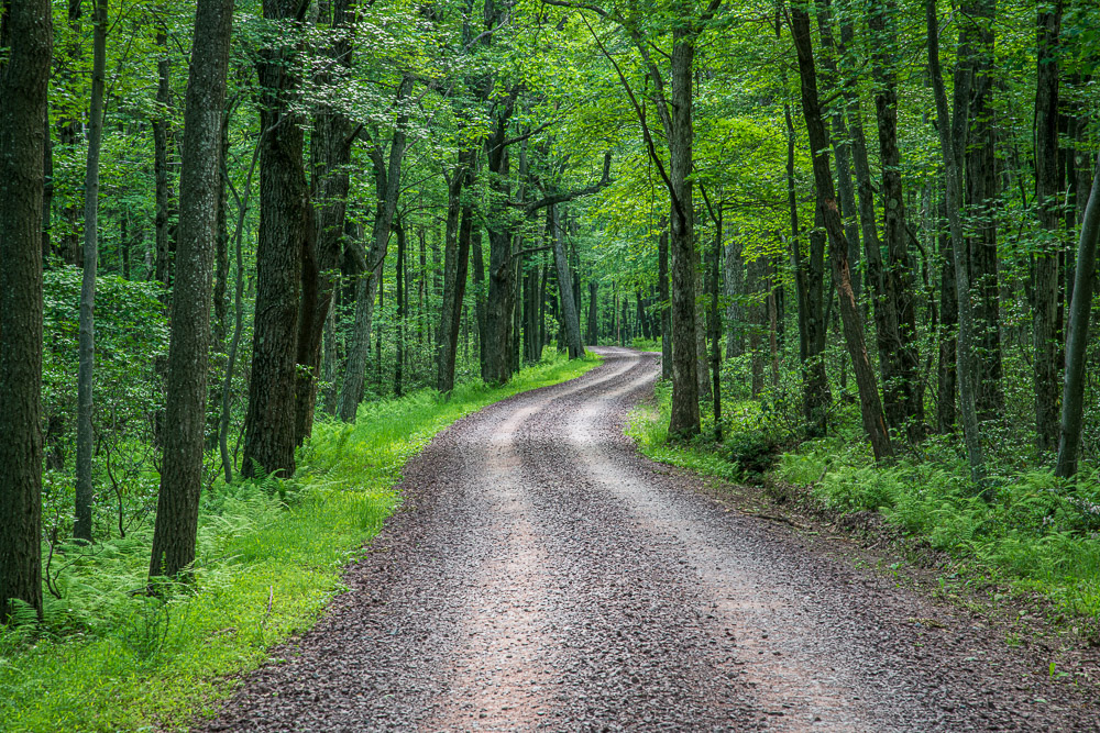 An early image from my D800.