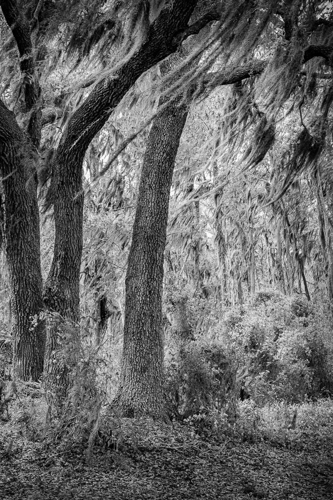 Black & White – in Color