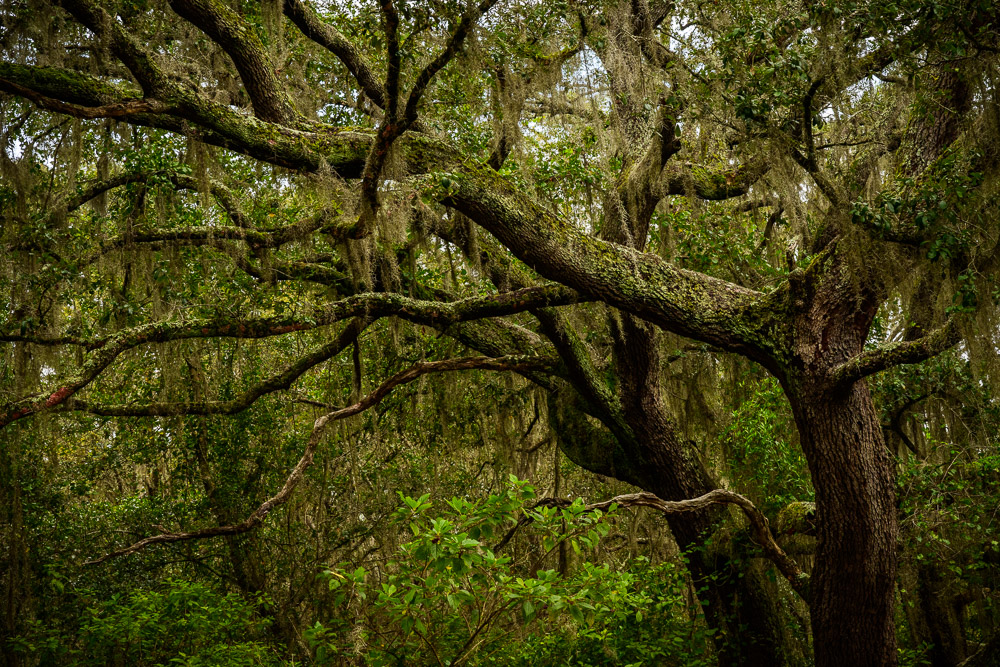 Mysterious trees. Intertwined. Giants of the forest.