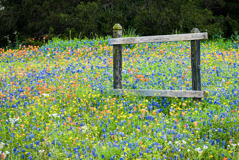 Texas wildflowers in spring.