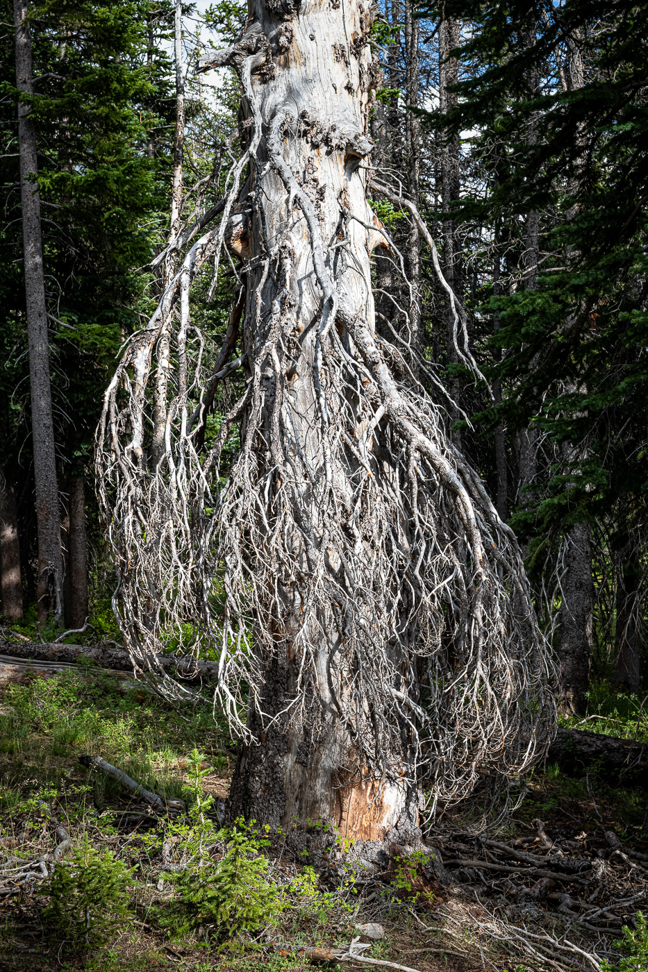 Dead branches. Interesting range of tones.