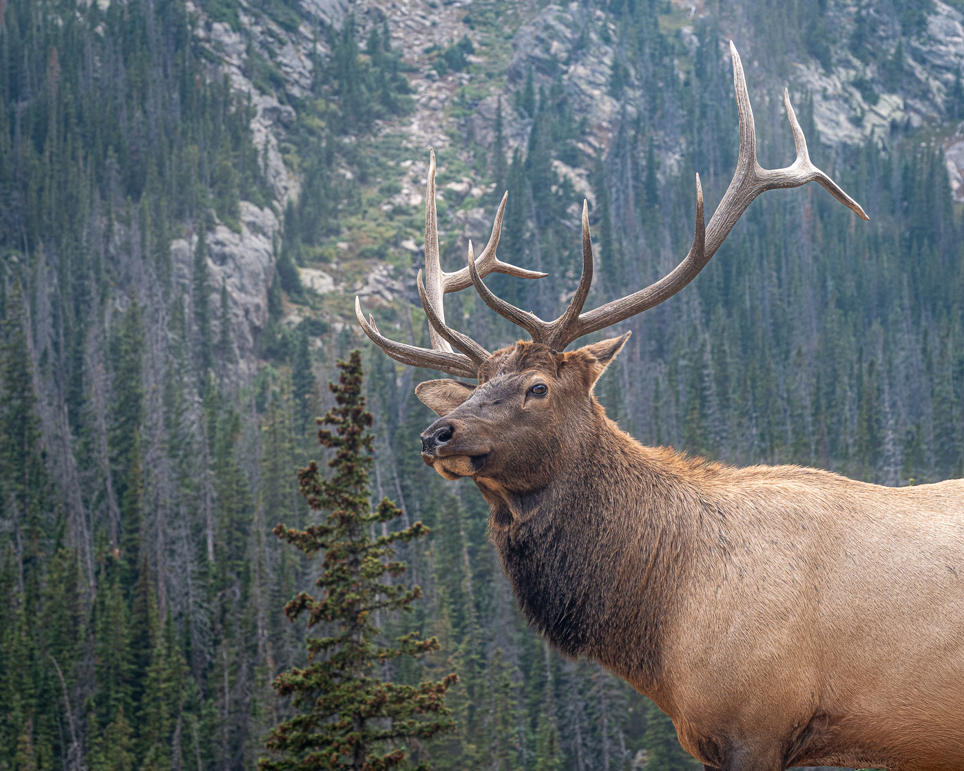 Bull Elk w/peak antlers