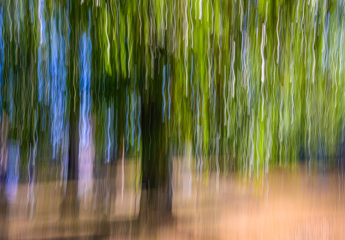 abstract intentional camera movement view of a tree.