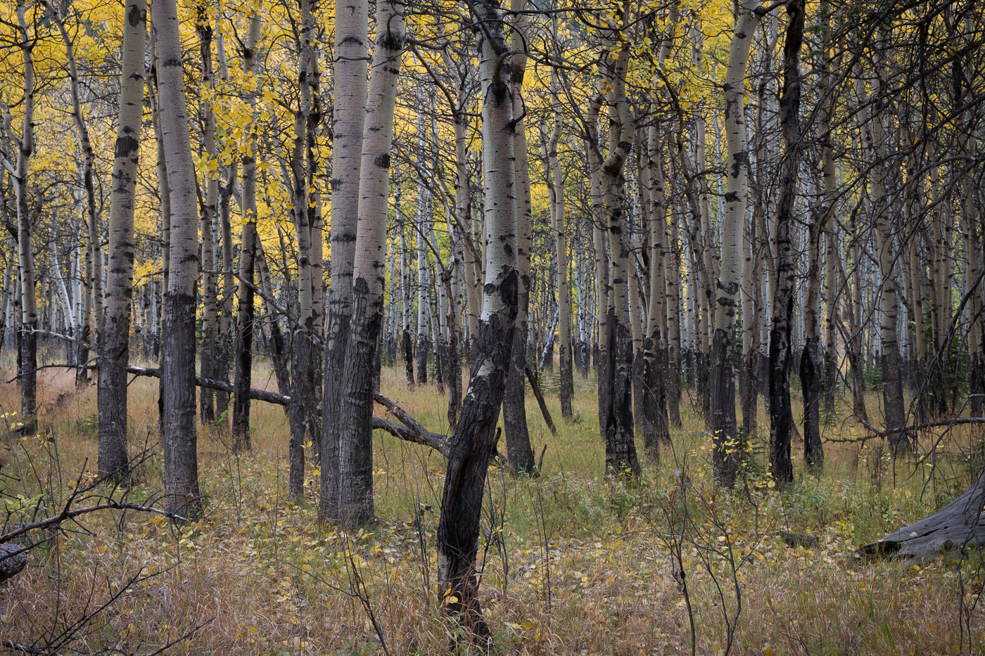 Fall scene. Original RAW image.